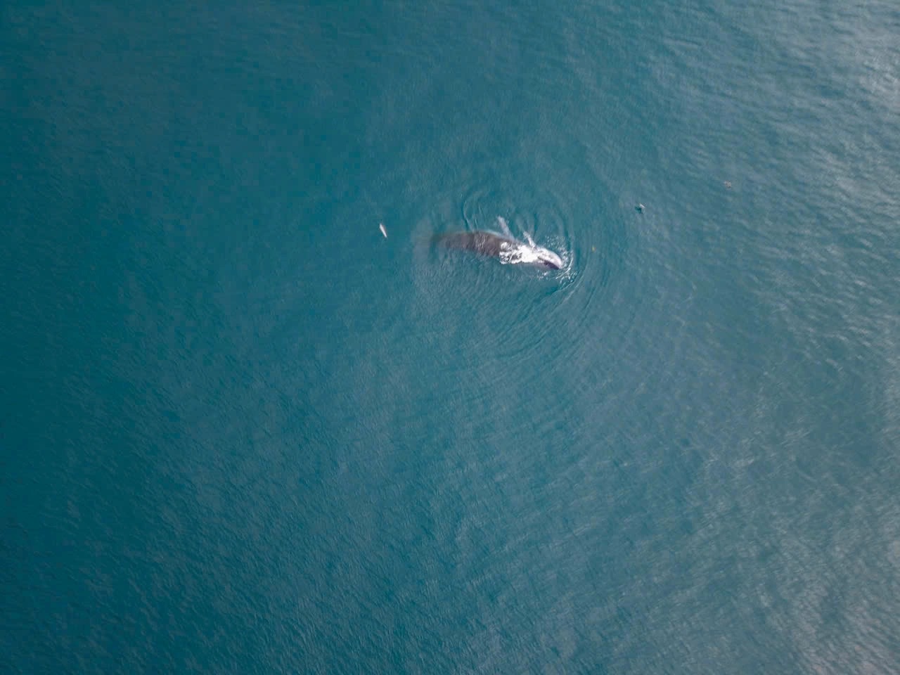 Cá voi dài hơn 10 m xuất hiện săn mồi gần bờ biển Quy Nhơn- Ảnh 3.