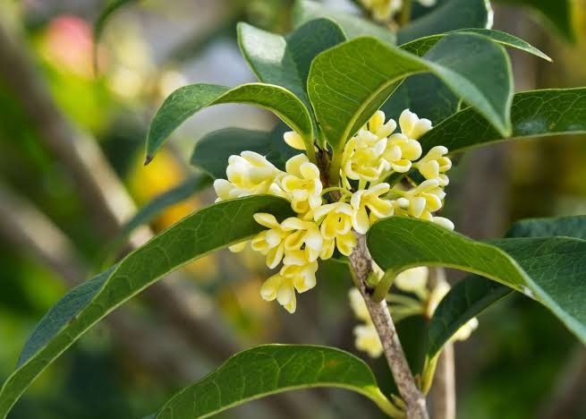 Trồng 3 cây quý trong sân để vinh hoa phú qúy cho con cháu - Ảnh 2. Trồng 3 cây quý trong sân để vinh hoa phú qúy cho con cháu - Ảnh 2.