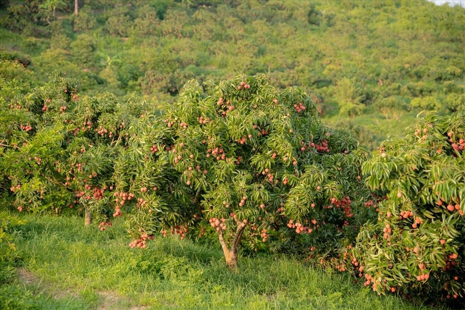 Sau sáp nhập, lần đầu tiên tại Việt Nam có đường bay trong nội thành - Ảnh 5.
