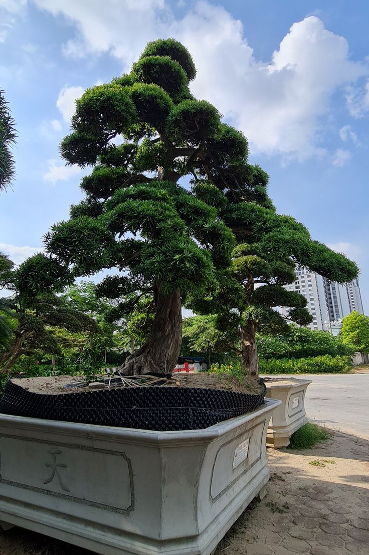 Trồng 3 cây quý trong sân để vinh hoa phú qúy cho con cháu - Ảnh 4. Trồng 3 cây quý trong sân để vinh hoa phú qúy cho con cháu - Ảnh 4.
