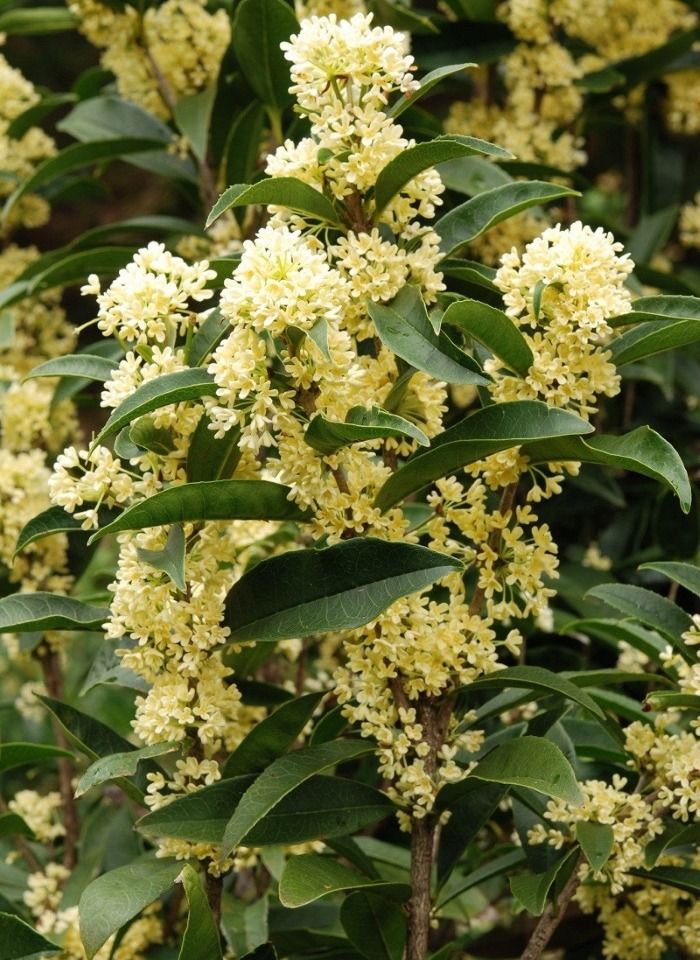 Trồng 3 cây quý trong sân để vinh hoa phú qúy cho con cháu - Ảnh 1. Trồng 3 cây quý trong sân để vinh hoa phú qúy cho con cháu - Ảnh 1.