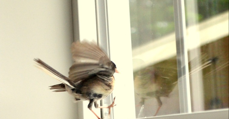 Nh&agrave; c&oacute; 4 lo&agrave;i vật n&agrave;y gh&eacute; thăm, gia chủ chẳng mấy chốc gặp vận đỏ, tin vui li&ecirc;n tục k&eacute;o tới- Ảnh 3.