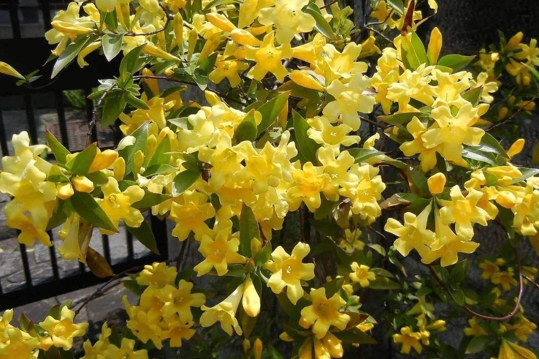 6 cây hoa này tốt nhất KHÔNG NÊN trưng trong nhà, vì 
