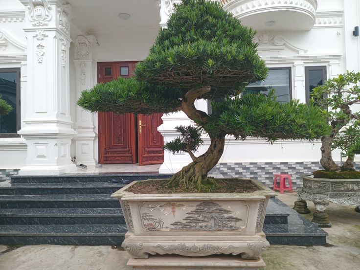 Trồng 3 cây quý trong sân để vinh hoa phú qúy cho con cháu - Ảnh 3. Trồng 3 cây quý trong sân để vinh hoa phú qúy cho con cháu - Ảnh 3.
