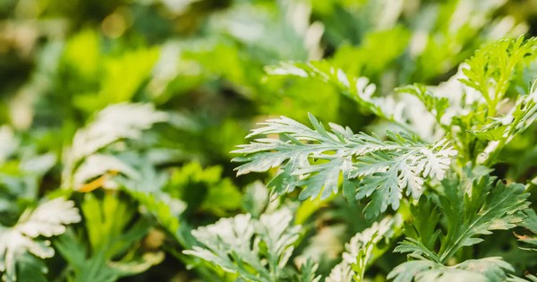 Phát hiện bài tập có thể giảm huyết áp trong vòng 2 phút: Không phải chạy bộ hay bơi lội - Ảnh 3.