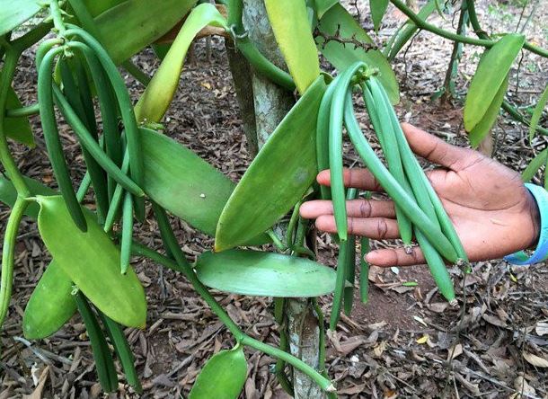 Loại quả đắt đỏ bậc nhất thế giới, từng có giá 15 triệu đồng/kg, ở Việt Nam cũng trồng - Ảnh 1.