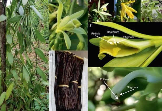 Loại quả đắt đỏ bậc nhất thế giới, từng có giá 15 triệu đồng/kg, ở Việt Nam cũng trồng - Ảnh 2.