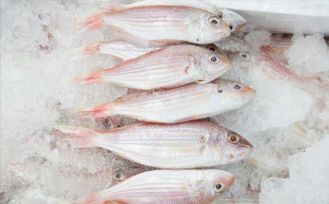 Đừng ngần ngại mua 5 loại c&aacute; n&agrave;y, đều l&agrave; c&aacute; hoang d&atilde; v&agrave; kh&ocirc;ng thể nu&ocirc;i được- Ảnh 4.