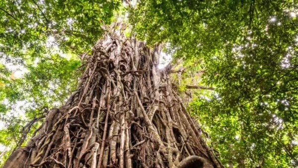 10 loài cây cư xử như động vật: săn mồi, thả thính và siết chết kẻ khác - Ảnh 10.