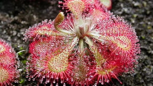 10 loài cây cư xử như động vật: săn mồi, thả thính và siết chết kẻ khác - Ảnh 1.