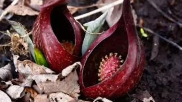 10 loài cây cư xử như động vật: săn mồi, thả thính và siết chết kẻ khác - Ảnh 2.