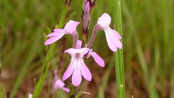 10 loài cây cư xử như động vật: săn mồi, thả thính và siết chết kẻ khác - Ảnh 3.