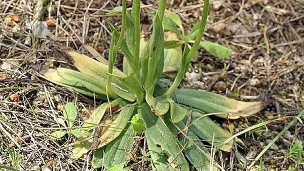 10 loài cây cư xử như động vật: săn mồi, thả thính và siết chết kẻ khác - Ảnh 4.