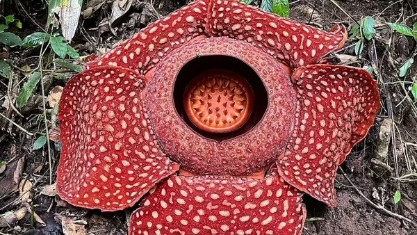 10 loài cây cư xử như động vật: săn mồi, thả thính và siết chết kẻ khác - Ảnh 5.