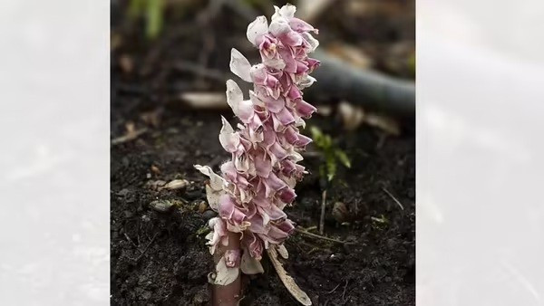 10 loài cây cư xử như động vật: săn mồi, thả thính và siết chết kẻ khác - Ảnh 6.