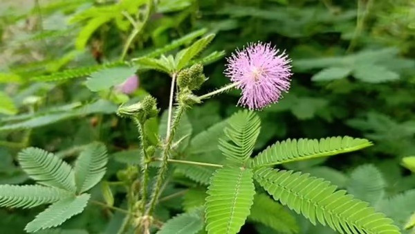 10 loài cây cư xử như động vật: săn mồi, thả thính và siết chết kẻ khác - Ảnh 7.