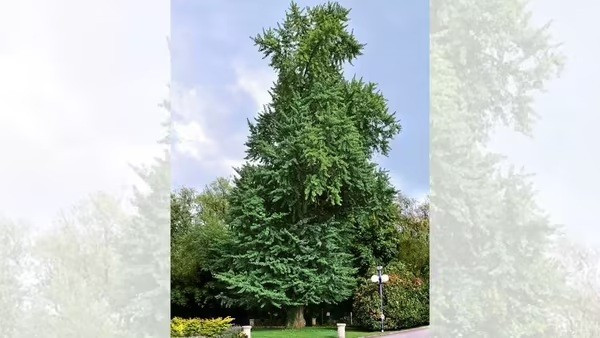 10 loài cây cư xử như động vật: săn mồi, thả thính và siết chết kẻ khác - Ảnh 8.