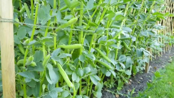 10 loài cây cư xử như động vật: săn mồi, thả thính và siết chết kẻ khác - Ảnh 9.