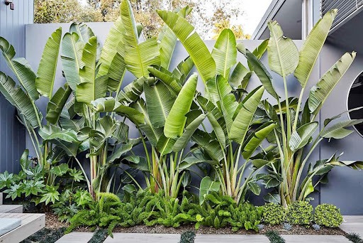 &Ocirc;ng b&agrave; dặn kỹ: "Trước cau sau chuối" - Sự thật l&agrave; g&igrave; m&agrave; người nh&agrave; gi&agrave;u kh&ocirc;ng d&aacute;m đảo ngược? - Ảnh 3.