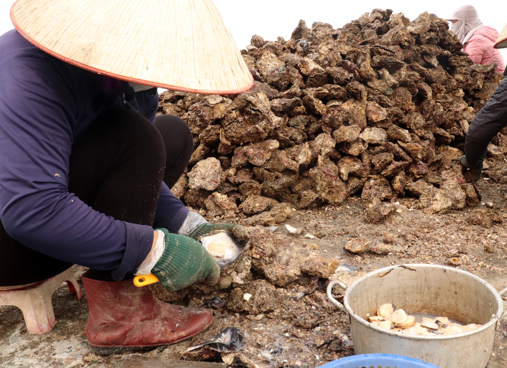 Đanh hà quăn - món ngon đặc sản không thể bỏ lỡ khi đến đảo Thanh Lân - Ảnh 2.