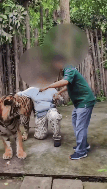 Thích chụp ảnh sống ảo với hổ, vài giây sau người đàn ông phải trả giá, dân mạng chỉ ra lỗi chí mạng - Ảnh 2.