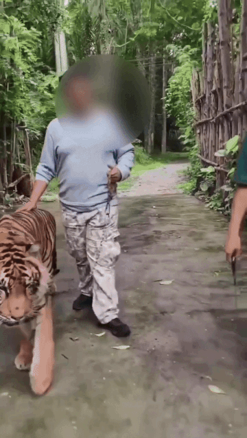 Thích chụp ảnh sống ảo với hổ, vài giây sau người đàn ông phải trả giá, dân mạng chỉ ra lỗi chí mạng - Ảnh 1.