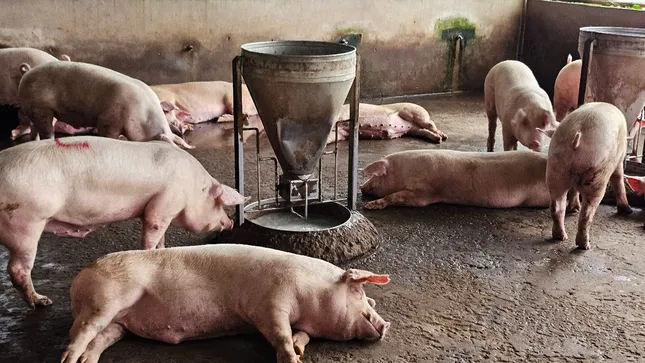 Công an làm việc với người tố cáo C . P Việt Nam về thịt bẩn tại Sóc Trăng - Ảnh 2.