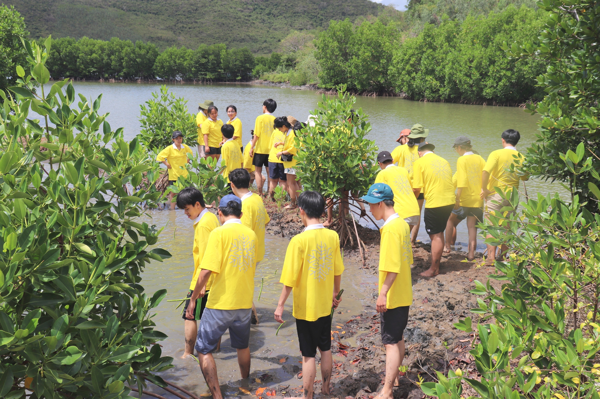 Phục hồi rừng ngập mặn đầm Nha Phu: Kỳ vọng một vành đai xanh tương lai - Ảnh 9. Phục hồi rừng ngập mặn đầm Nha Phu: Kỳ vọng một vành đai xanh tương lai - Ảnh 9.