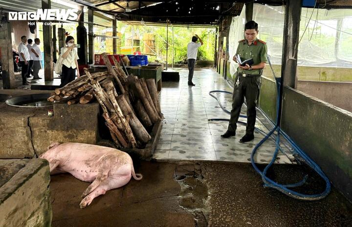 Kết quả kiểm tra lò mổ heo gia công C . P tại Sóc Trăng không vi phạm pháp luật - Ảnh 1.