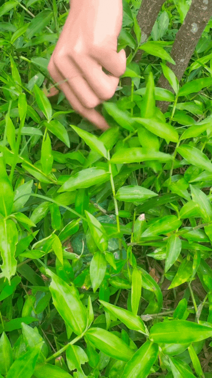 - Ảnh 1.