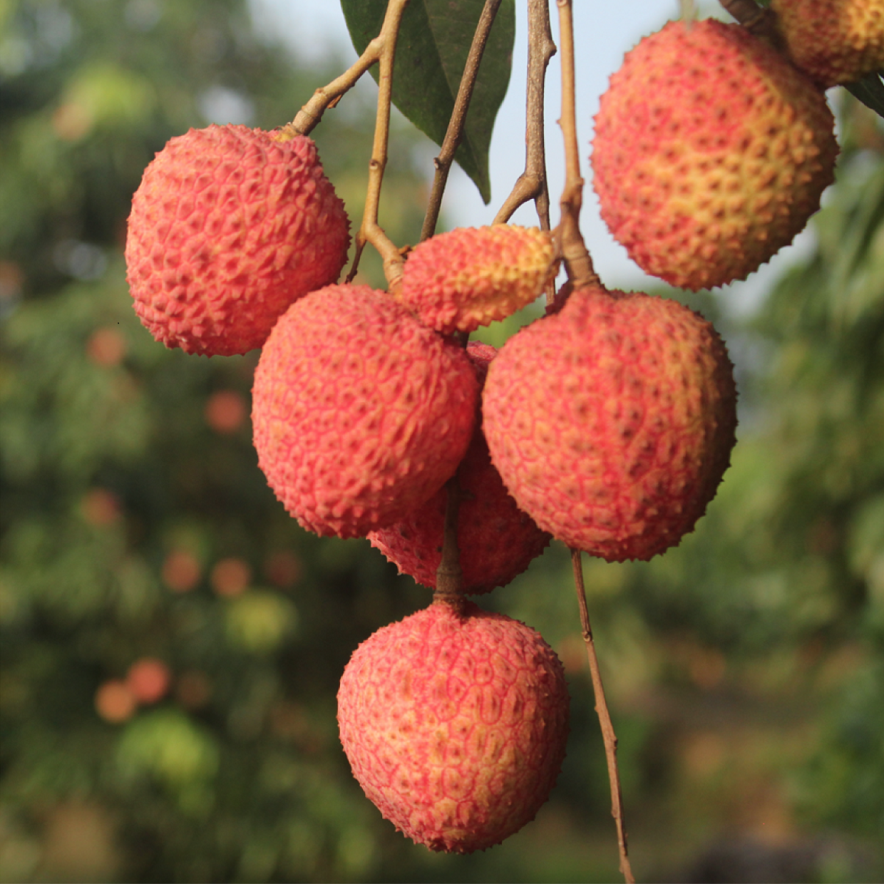 Loại vải to như quả trứng g&agrave;, gi&aacute; 240k/kg vẫn ch&aacute;y h&agrave;ng: Đặc sản địa phương "l&ecirc;n đời" sang ch&acirc;u &Acirc;u! - Ảnh 3.