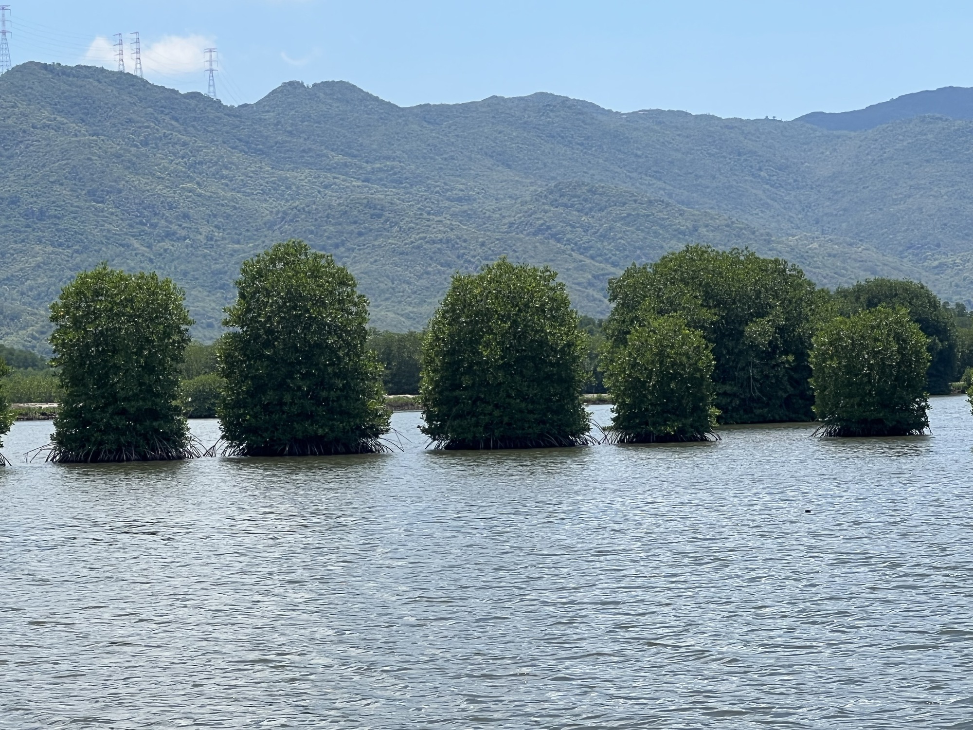 Phục hồi rừng ngập mặn đầm Nha Phu: Kỳ vọng một vành đai xanh tương lai - Ảnh 1. Phục hồi rừng ngập mặn đầm Nha Phu: Kỳ vọng một vành đai xanh tương lai - Ảnh 1.