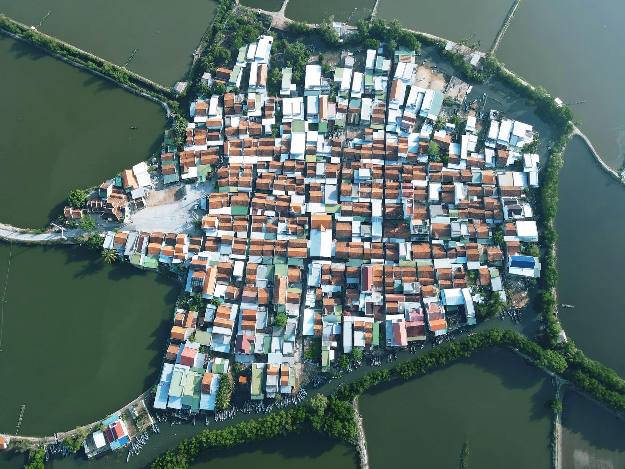 Phục hồi rừng ngập mặn đầm Nha Phu: Kỳ vọng một vành đai xanh tương lai - Ảnh 3. Phục hồi rừng ngập mặn đầm Nha Phu: Kỳ vọng một vành đai xanh tương lai - Ảnh 3.