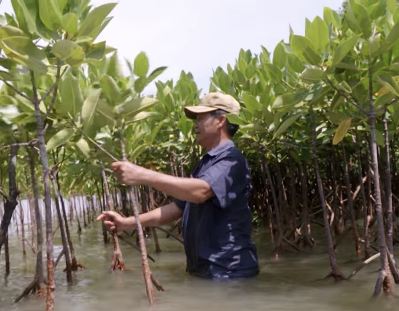 Phục hồi rừng ngập mặn đầm Nha Phu: Kỳ vọng một vành đai xanh tương lai - Ảnh 4. Phục hồi rừng ngập mặn đầm Nha Phu: Kỳ vọng một vành đai xanh tương lai - Ảnh 4.