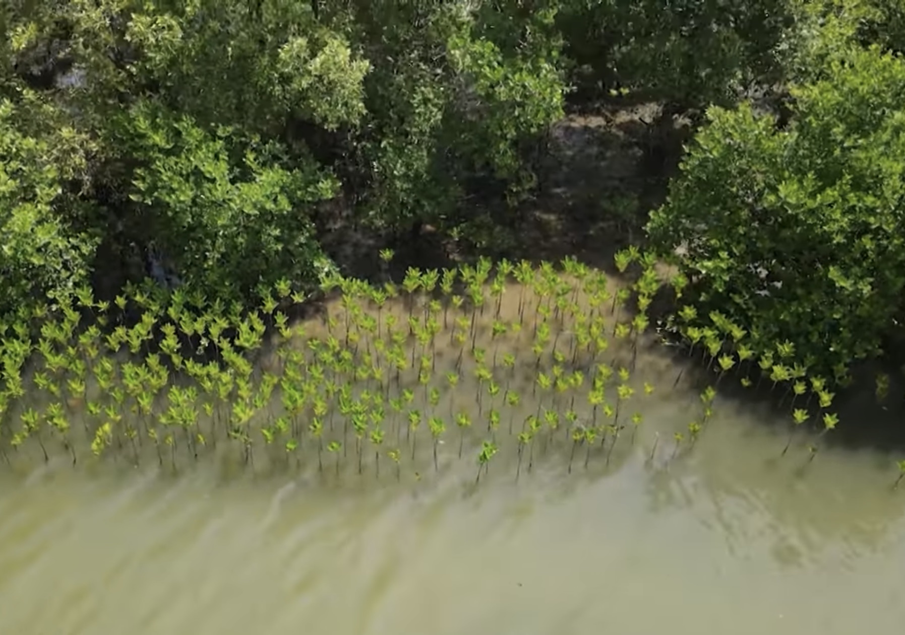 Phục hồi rừng ngập mặn đầm Nha Phu: Kỳ vọng một vành đai xanh tương lai - Ảnh 5. Phục hồi rừng ngập mặn đầm Nha Phu: Kỳ vọng một vành đai xanh tương lai - Ảnh 5.