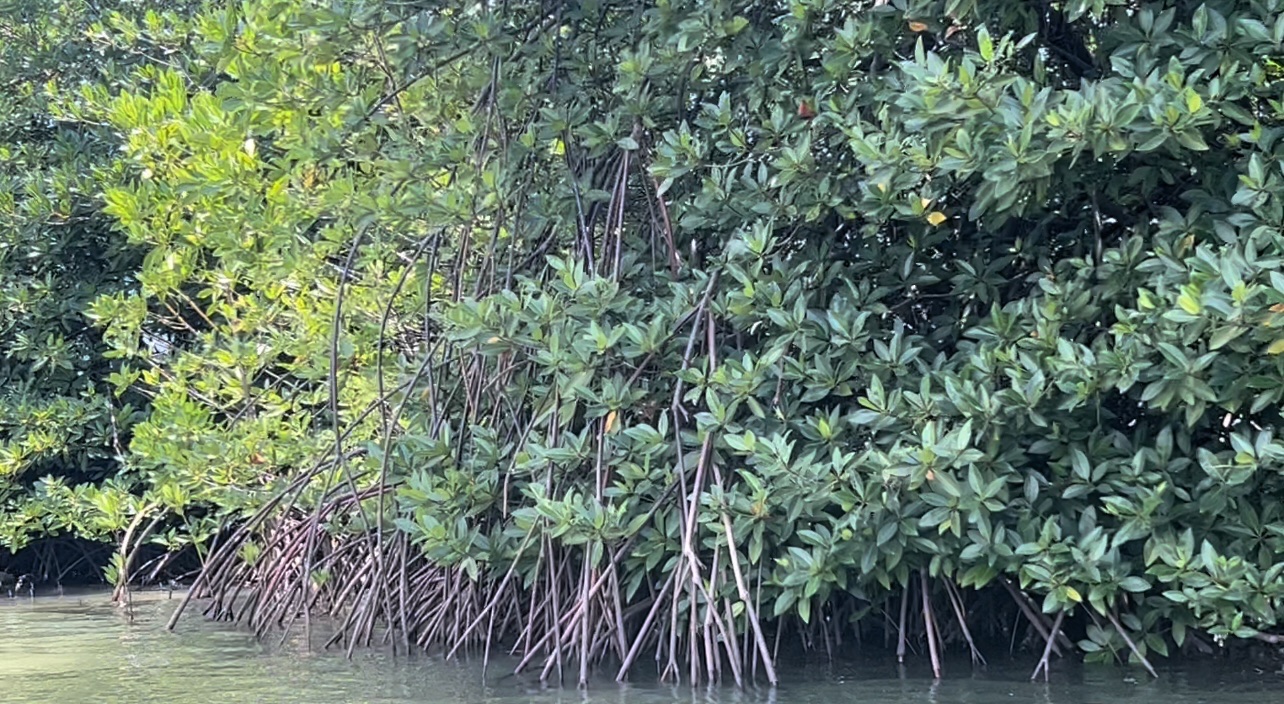 Phục hồi rừng ngập mặn đầm Nha Phu: Kỳ vọng một vành đai xanh tương lai - Ảnh 2. Phục hồi rừng ngập mặn đầm Nha Phu: Kỳ vọng một vành đai xanh tương lai - Ảnh 2.