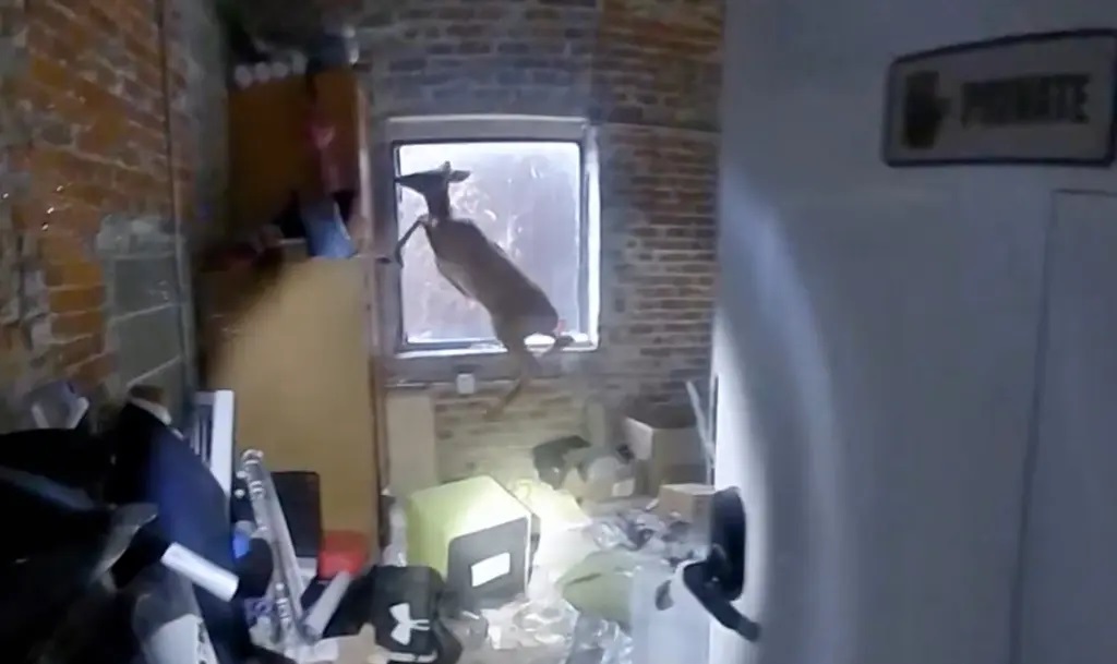 "Tên trộm" để lại máu khắp tiệm tóc, cảnh sát tìm ra sự thật bất ngờ - Ảnh 1.