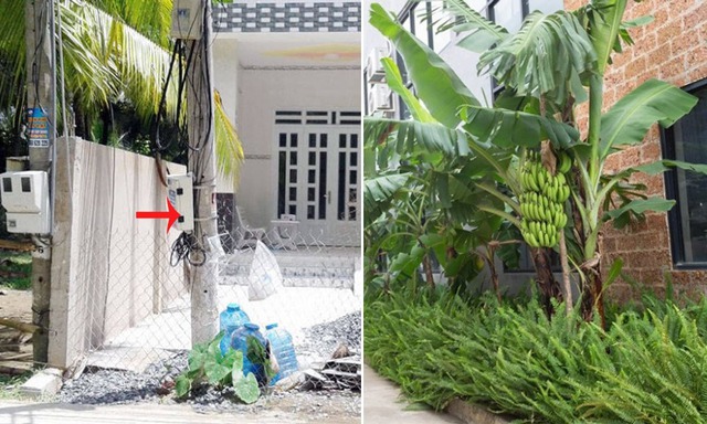 Người xưa dặn trồng chuối sau nhà, nhưng trước cửa mà có thứ này thì ĐỪNG DẠI làm theo!- Ảnh 2.