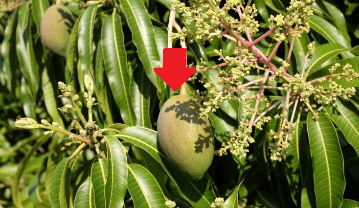 Ái nữ đầu lòng của "nữ hoàng cổ phiếu" Chu Thị Bình - thế hệ kế thừa "vua tôm" Minh Phú: 21 tuổi đã lọt top người giàu, hiện nắm giữ khối tài sản trăm tỷ, được đề cử vào HĐQT - Ảnh 6.