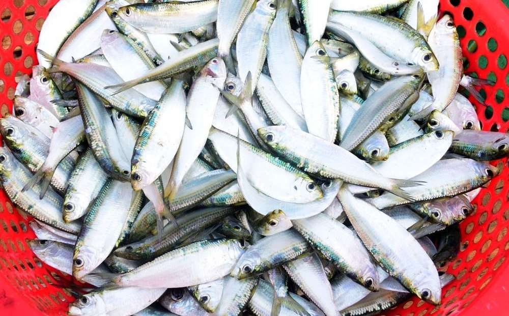 Cá trích - lựa chọn dinh dưỡng ăn đứt cá hồi, giá rẻ tại chợ Việt - Ảnh 1.