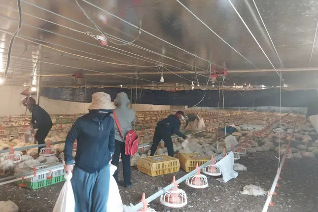 Hơn 10 . 000 Con gà chết ngạt , chủ trang trại mất tiền tỷ trước ngày xuất chuồng - Ảnh 2. Hơn 10 . 000 Con gà chết ngạt , chủ trang trại mất tiền tỷ trước ngày xuất chuồng - Ảnh 2.
