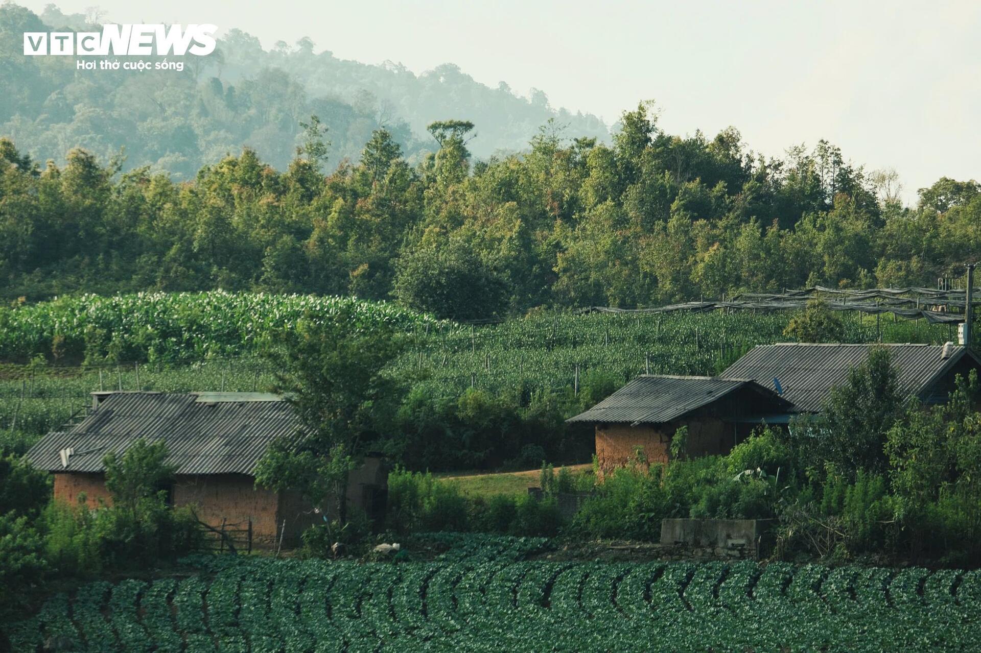 Giới trẻ đổ về Y T&yacute; tr&aacute;nh n&oacute;ng, săn m&acirc;y trắng giữa đại ng&agrave;n T&acirc;y Bắc - Ảnh 1.