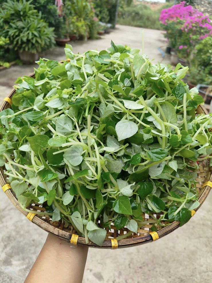 Rau nhà nghèo Việt Nam thành hàng hiếm ở Trung Quốc: Giá cao gấp 5 lần, dân tình đổ xô mua- Ảnh 3.