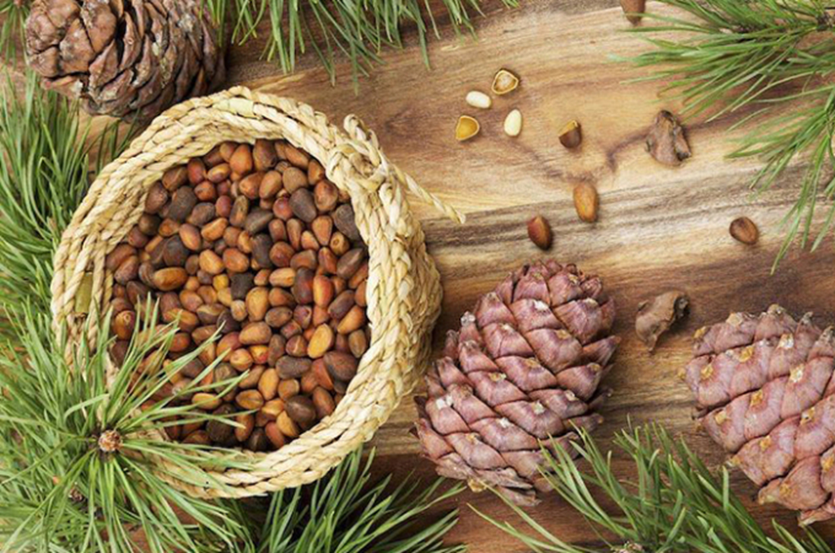 Loại hạt đắt đỏ bậc nhất thế giới, ở Việt Nam xưa rụng đầy gốc ít ai nhặt- Ảnh 2.