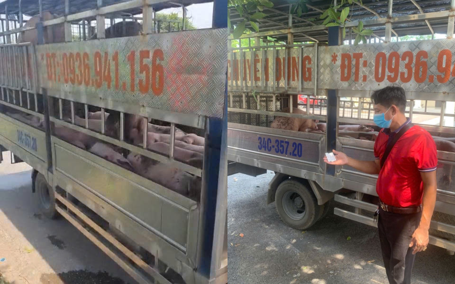 Phát hiện xe chở đàn lợn nhiễm virus dịch tả lợn Châu Phi được đưa về Hải Phòng tiêu thụ - Ảnh 1.