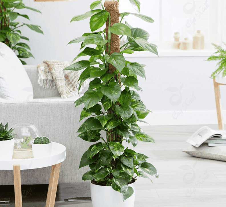 Trầu bà - máy lọc không khí tự nhiên hút 80 % khí độc trong 24h - Ảnh 3.