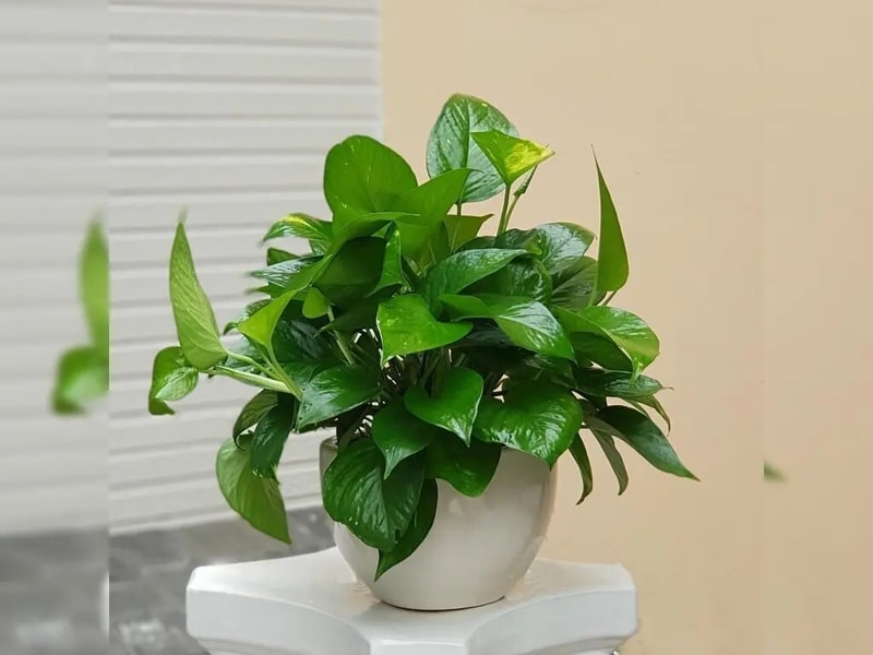 Trầu bà - máy lọc không khí tự nhiên hút 80 % khí độc trong 24h - Ảnh 1.
