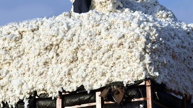 Hàng trăm nghìn tấn 'vàng trắng' từ Mỹ ồ ạt tràn về Việt Nam với giá siêu rẻ: nhập khẩu tăng hơn 100%, nước ta tiêu thụ 1,5 triệu tấn/năm - Ảnh 1.
