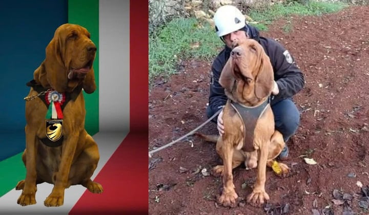 Chó nghiệp vụ Bruno bị sát hại ở Italy gây phẫn nộ cộng đồng - Ảnh 1. Chó nghiệp vụ Bruno bị sát hại ở Italy gây phẫn nộ cộng đồng - Ảnh 1.