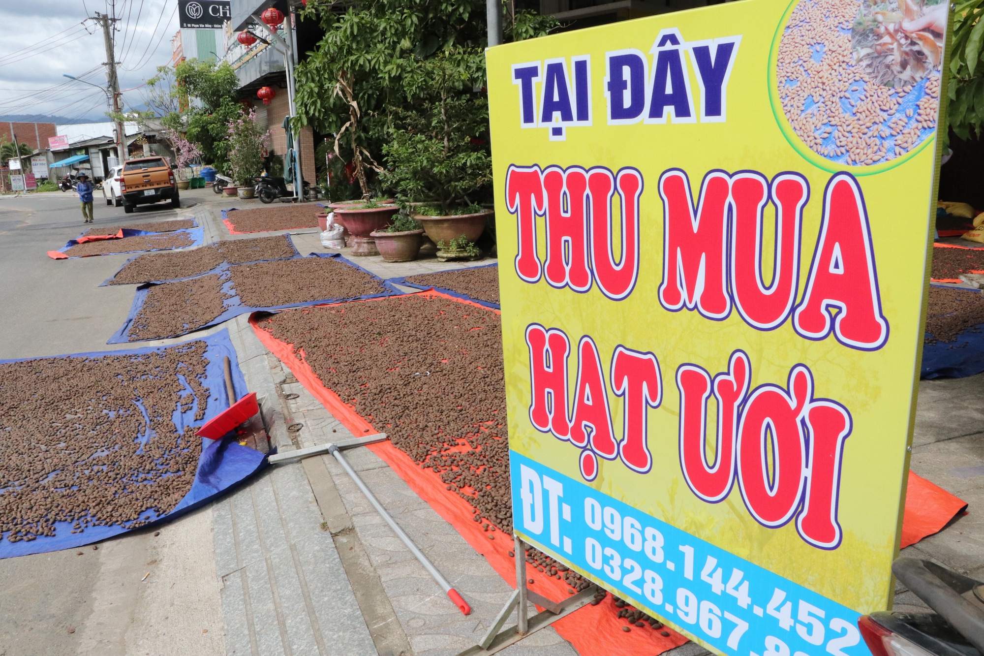 Hàng ngàn người ở Đà Nẵng đổ xô nhặt quả ươi bay , thu tiền triệu mỗi ngày - Ảnh 7. Hàng ngàn người ở Đà Nẵng đổ xô nhặt quả ươi bay , thu tiền triệu mỗi ngày - Ảnh 7.